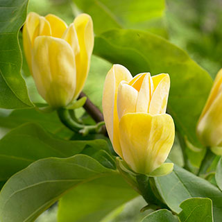 Magnolia 'Yellow Bird'