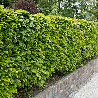 Beech Instant Hedge 1m