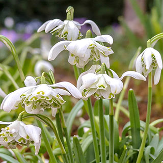 Double-Flowered Snowdrops 'In The Green'