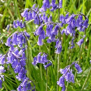 British Native Bluebells 'In the Green'