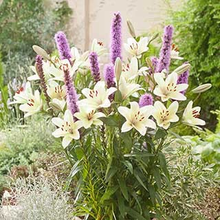 Plant-O-Mat Lilium and Liatris Kit