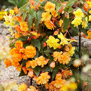 Begonia 'Apricot Shades'