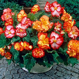 Begonia 'Marginata Mix'