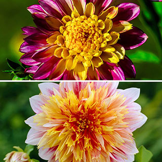 Dazzling Dahlia Collection