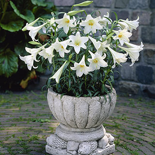 Longiflorum Lily 'White Heaven'
