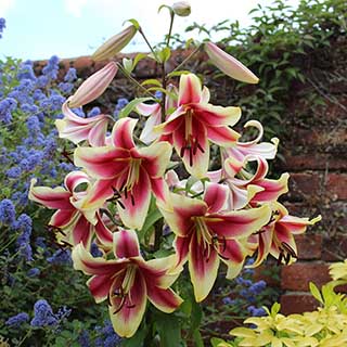 Skyscraper Lily 'Matisse'