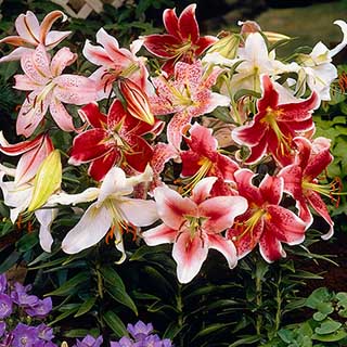 Lily Saver Bundle
