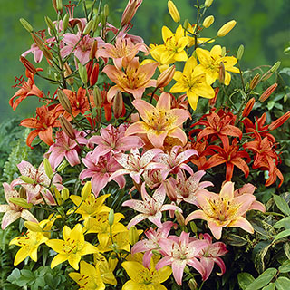 Mixed Longiflorum Asiatic LA Hybrid Lilies