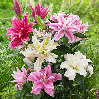 Fragrant Roselily Collection