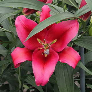 Lily 'Dinner Plate Red Desire'