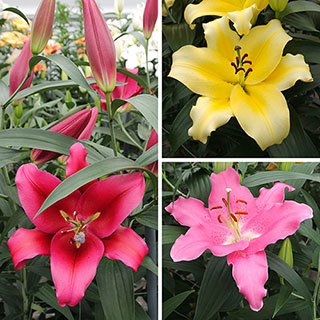 Lily 'Dinner Plate' Collection