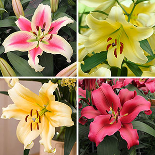 Skyscraper Lily Collection