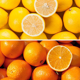 Orange & Lemon Collection with Citrus Feed