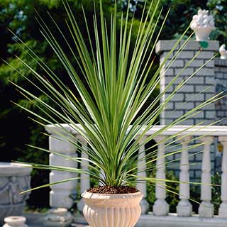 Pair of Cordyline australis 'Green'