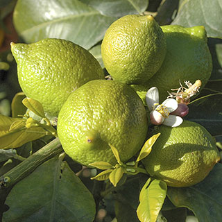Citrus Lime Tree