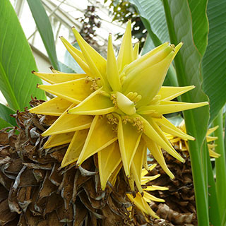 Musella lasiocarpa - Golden Lotus Banana