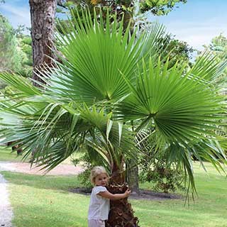 Washingtonia robusta 'Cotton Palm'