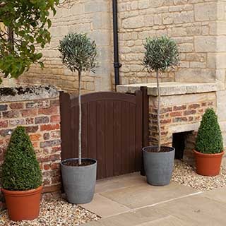 Large Standard Olive Tree