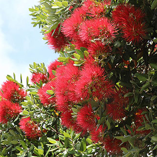 New Zealand Christmas Tree