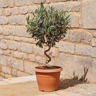 Patio Spiral Stem Olive Tree