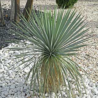 Yucca rostrata