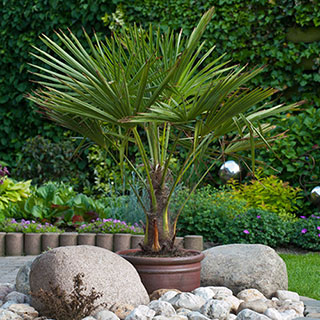 Trachycarpus fortunei Chusan Palm