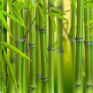 Phyllostachys bissettii (Green bamboo)