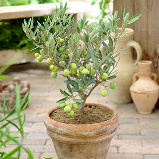 Half Standard Olive Tree