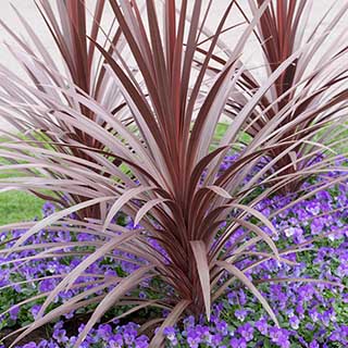 Cordyline 'Red Star'