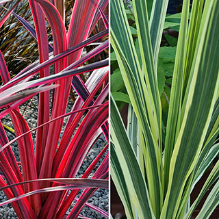 Cordyline 'Passion' Collection