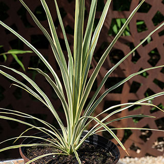 Cordyline 'Lime Passion'