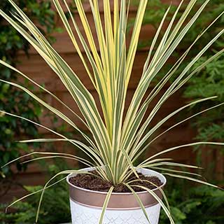 Cordyline 'Lime Passion'