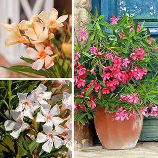 Premium Oleander Bushes