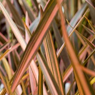 Phormium 'Flamingo'