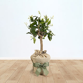 Citrus Lime Tree Gift Wrapped