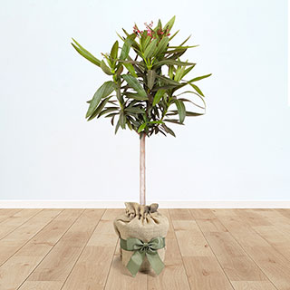 Oleander 'Shades of Pink' Standard Gift Wrapped