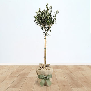 Olive Tree Gift Wrapped