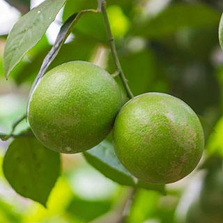Citrus 'Key Lime' Tree