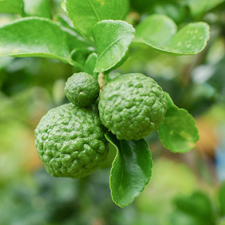 Citrus 'Kaffir Lime' Tree