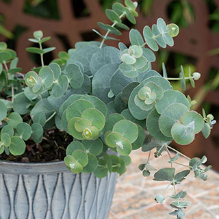 Eucalyptus 'Baby Blue Bouquet'