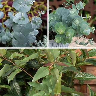 Eucalyptus Collection