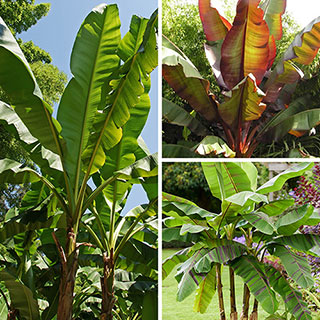Banana Plant Collection