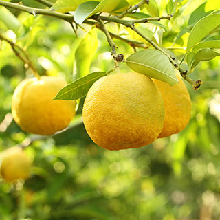 Citrus 'Yuzu' Tree