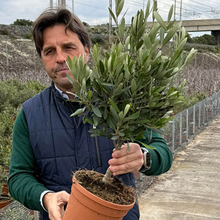 Olive Mini Standard Tree