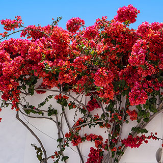 Bougainvillea Red on Trellis