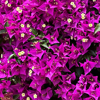 Bougainvillea Purple on Trellis