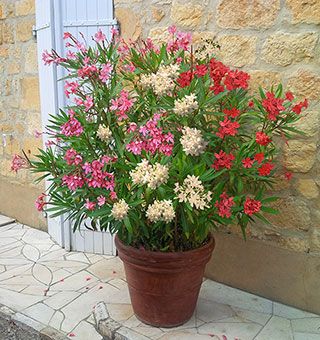 'Tricolour' Oleander Bush