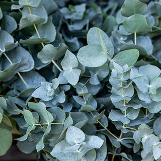 Eucalyptus 'Baby Blue'