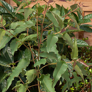 Eucalyptus citriodora