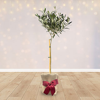 Christmas Gift Wrapped Standard Olive Tree